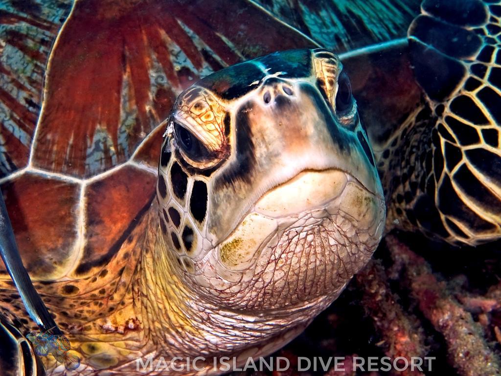 Magic Island Dive Resort Moalboal Exterior photo
